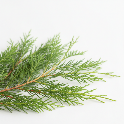 Cypress Essential Oil - 10ml - Vivid Aromas UK
