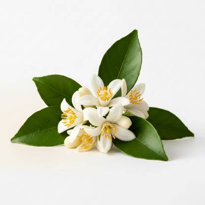 Pure Neroli Essential Oil - 10 ml - Vivid Aromas UK