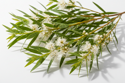 Tea Tree Essential Oil - 10ml - Vivid Aromas UK