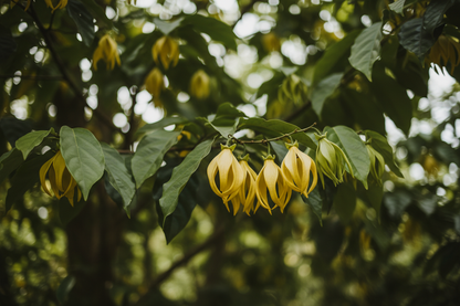 Ylang Ylang I Essential Oil - 10ml - Vivid Aromas UK